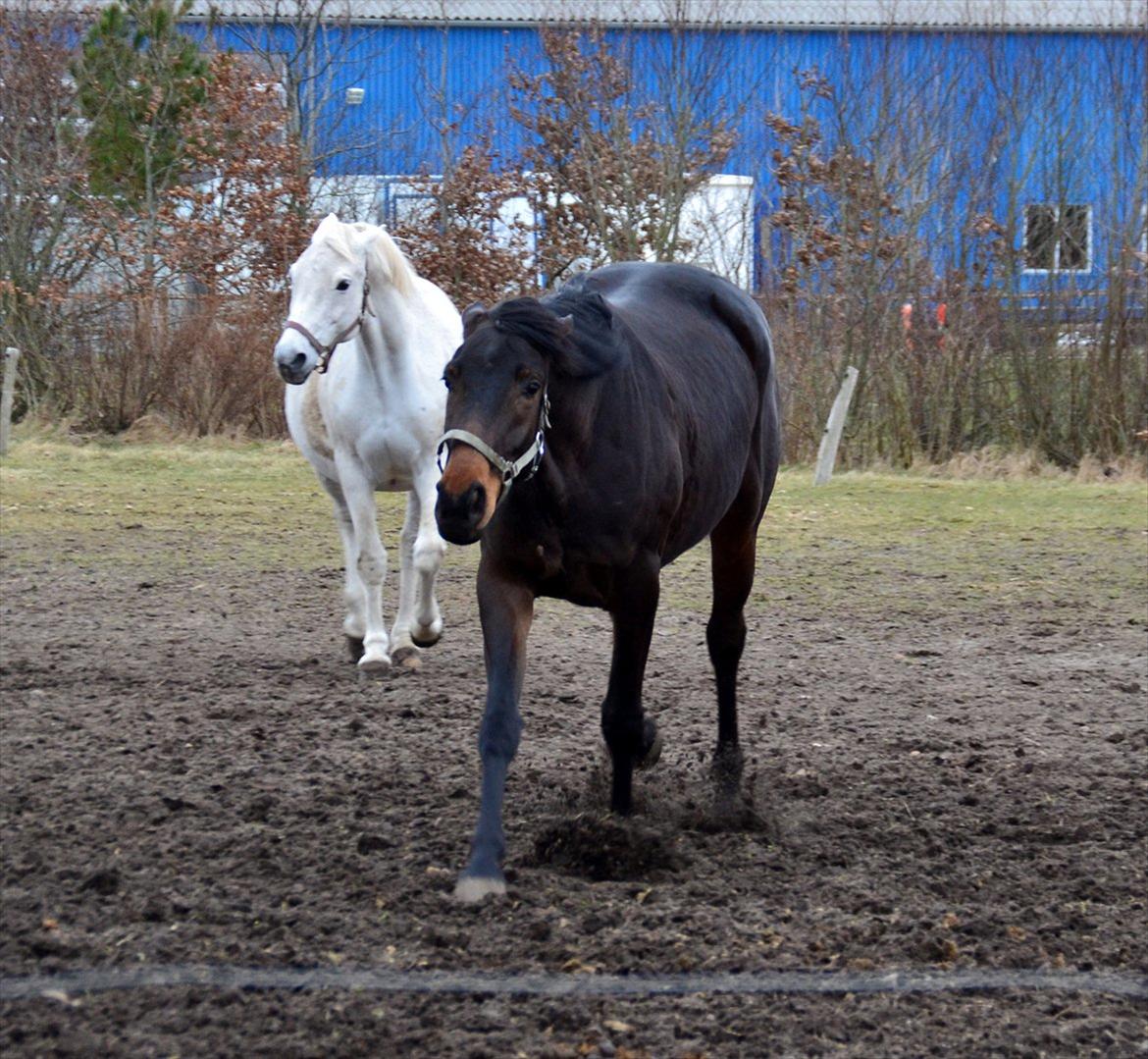 Højagers Lukina (Med føl efter Lambrusco Ask) billede 6