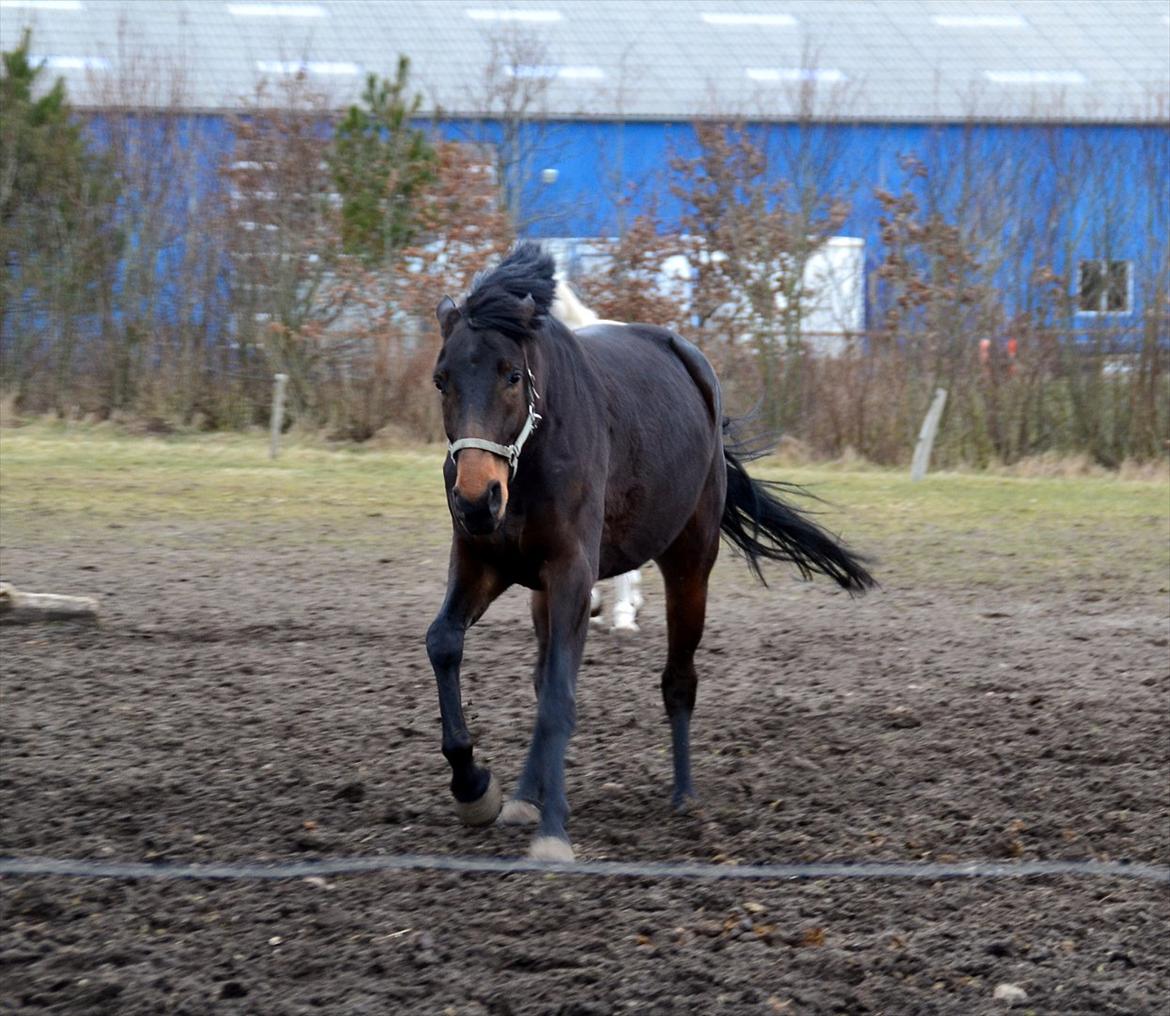 Højagers Lukina (Med føl efter Lambrusco Ask) billede 7
