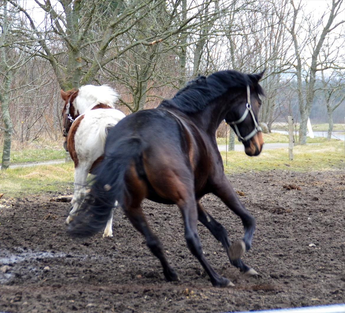 Højagers Lukina (Med føl efter Lambrusco Ask) billede 8