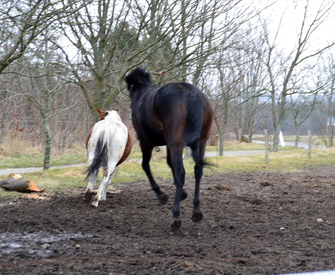 Højagers Lukina (Med føl efter Lambrusco Ask) billede 10