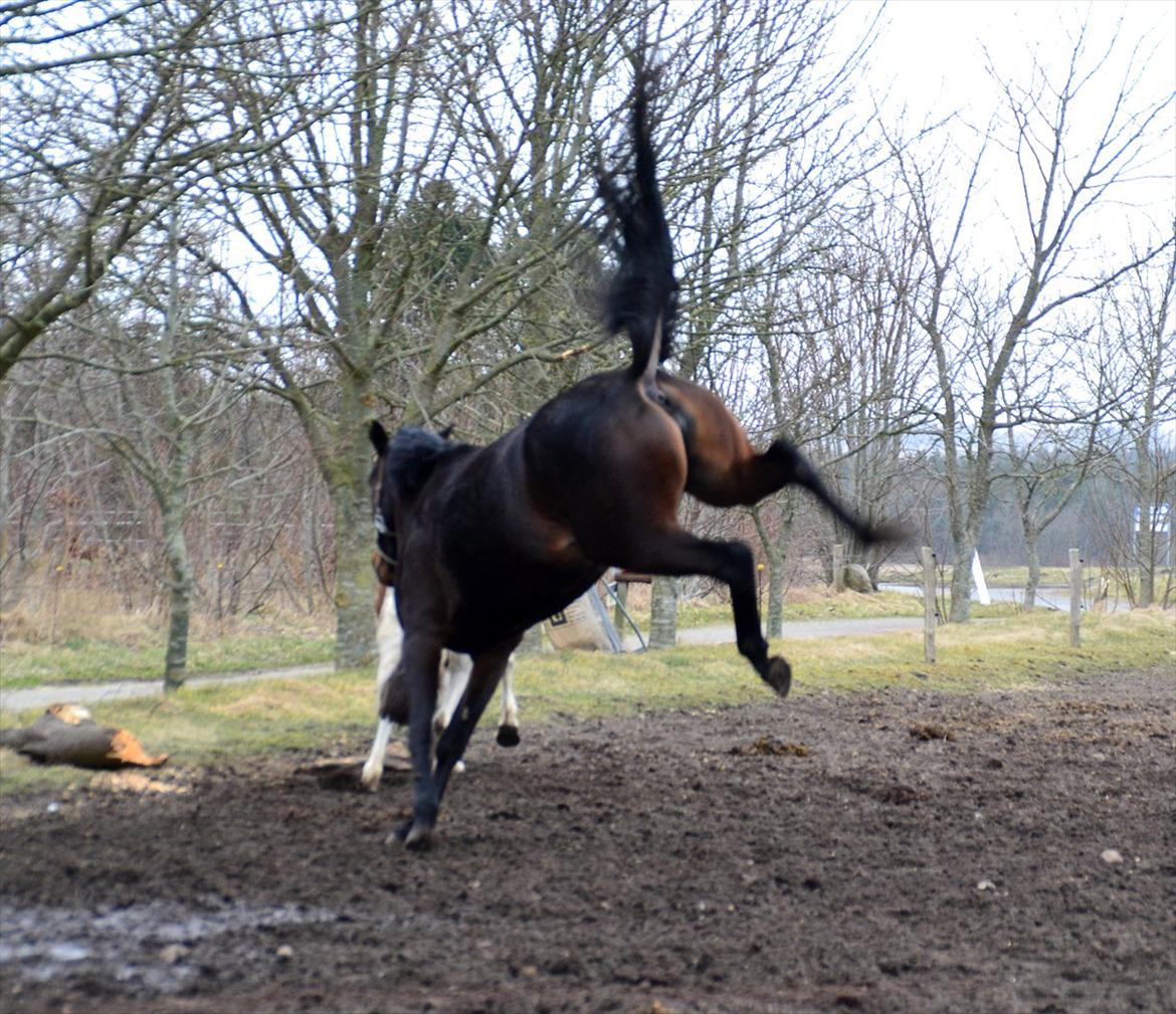 Højagers Lukina (Med føl efter Lambrusco Ask) billede 11