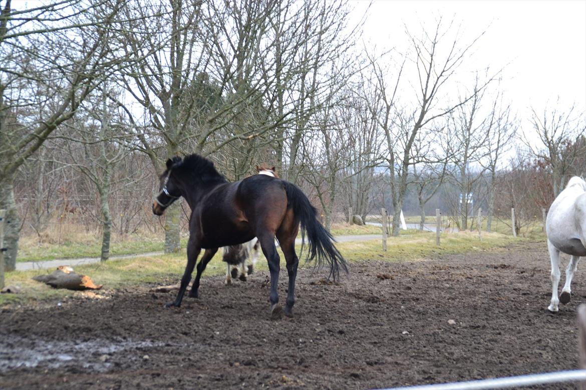 Højagers Lukina (Med føl efter Lambrusco Ask) billede 12
