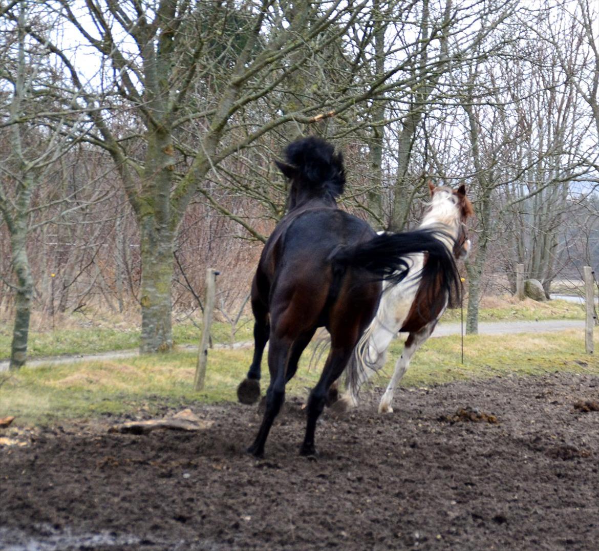 Højagers Lukina (Med føl efter Lambrusco Ask) billede 13