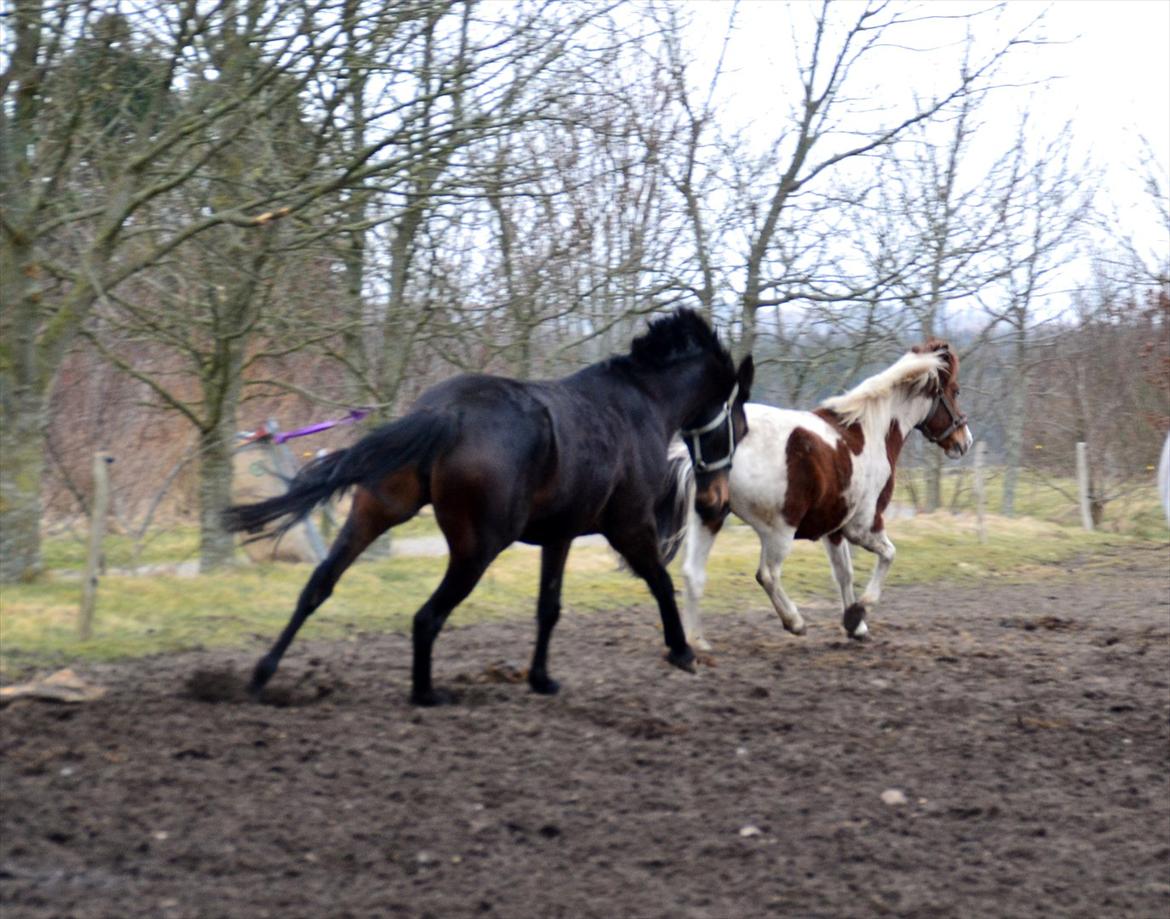 Højagers Lukina (Med føl efter Lambrusco Ask) billede 2