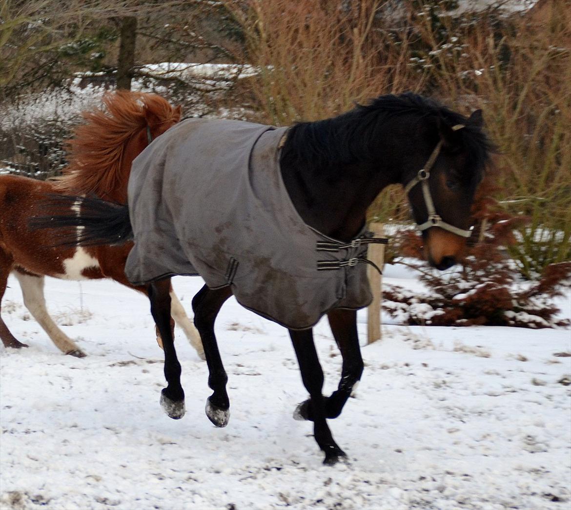 Højagers Lukina (Med føl efter Lambrusco Ask) billede 14