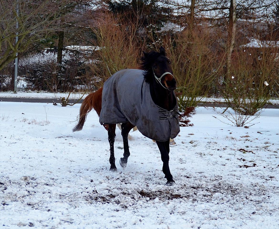 Højagers Lukina (Med føl efter Lambrusco Ask) billede 15