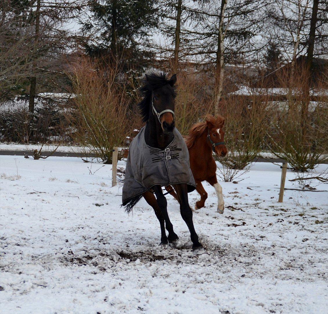 Højagers Lukina (Med føl efter Lambrusco Ask) billede 16