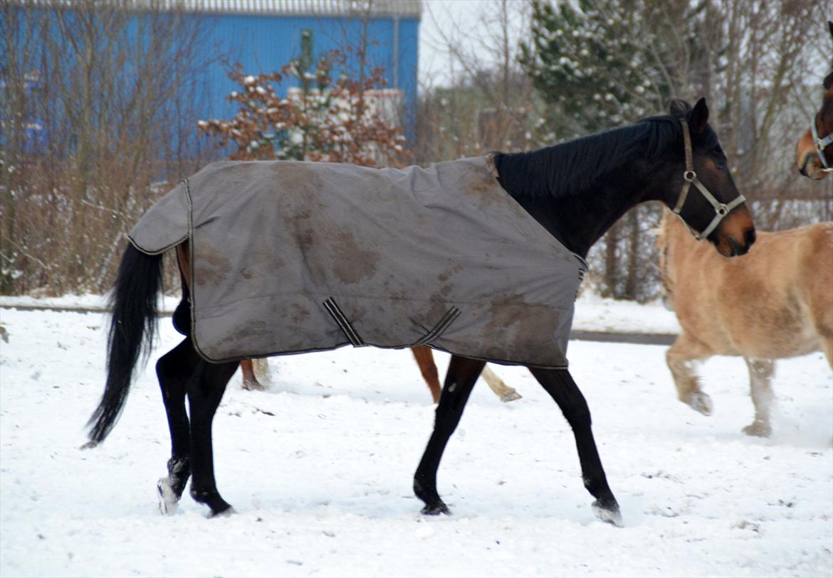 Højagers Lukina (Med føl efter Lambrusco Ask) billede 17