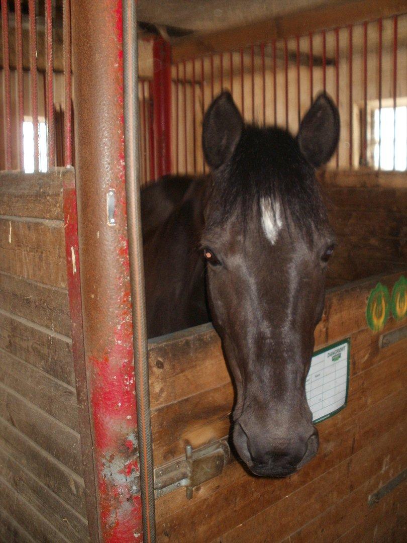 Fredericia Rideklub  - Felix :-)  billede 1