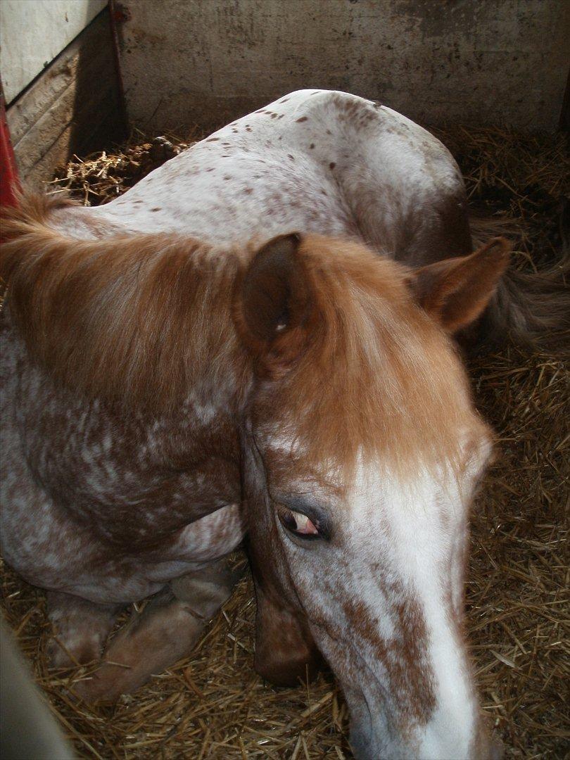 Fredericia Rideklub  - Jolly :-)  billede 2