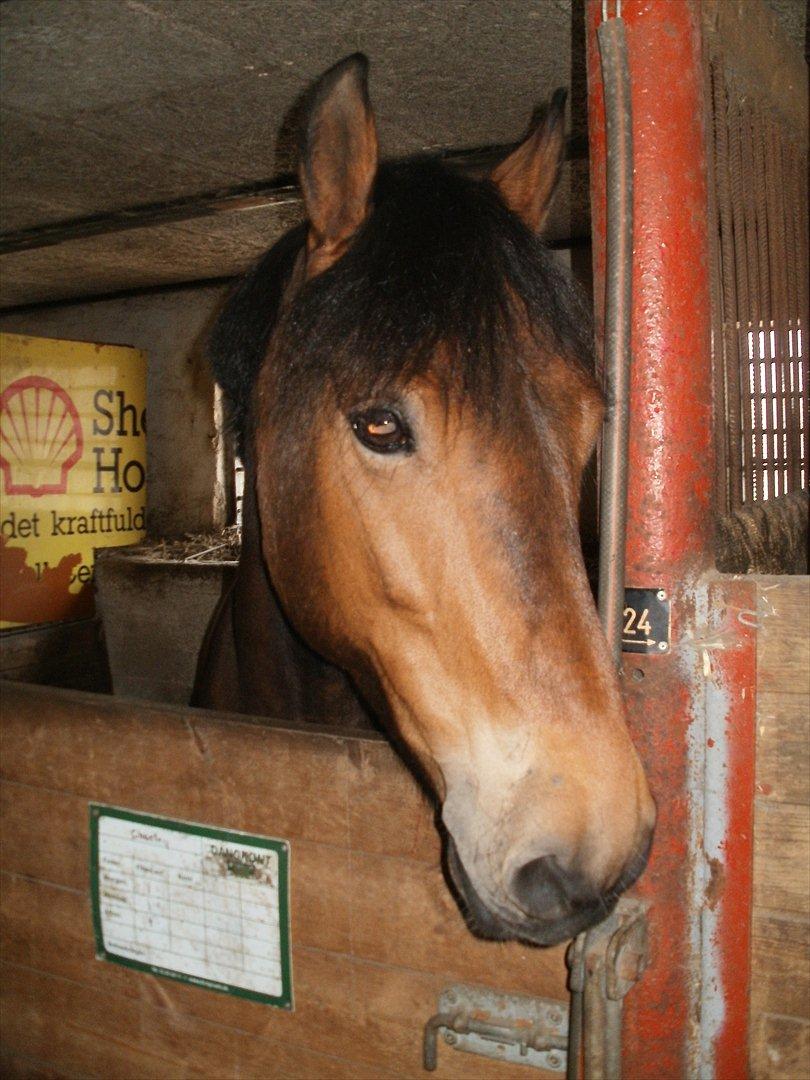 Fredericia Rideklub  - Charley :-)  billede 3