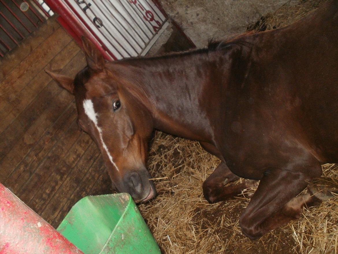 Fredericia Rideklub  - Daisy :-)  billede 4