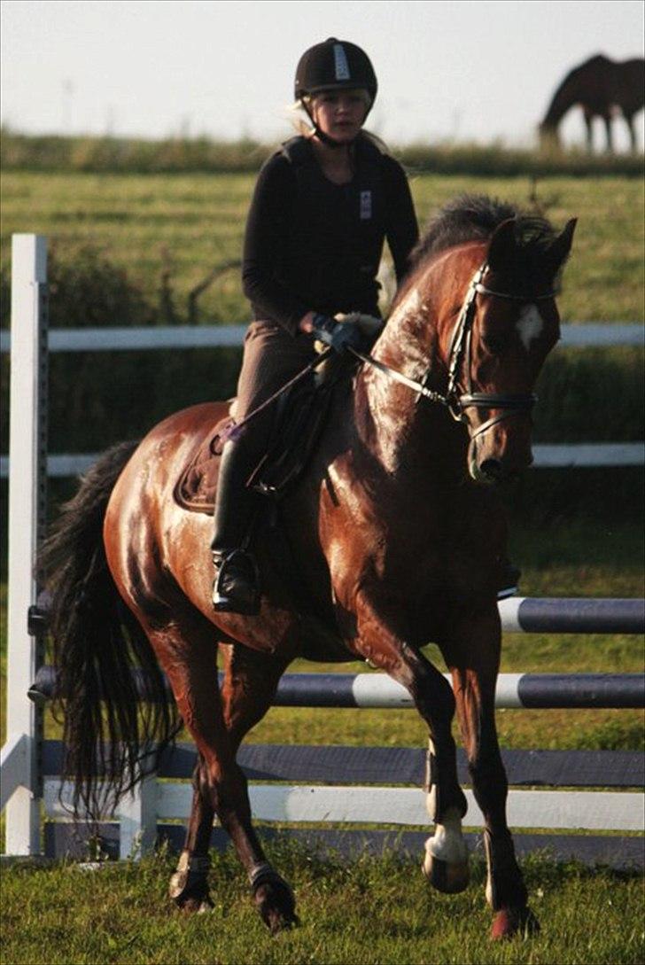 Nyeste billeder Gurkemeje (: billede 2