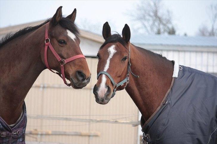 Nyeste billeder Gurkemeje (: billede 3