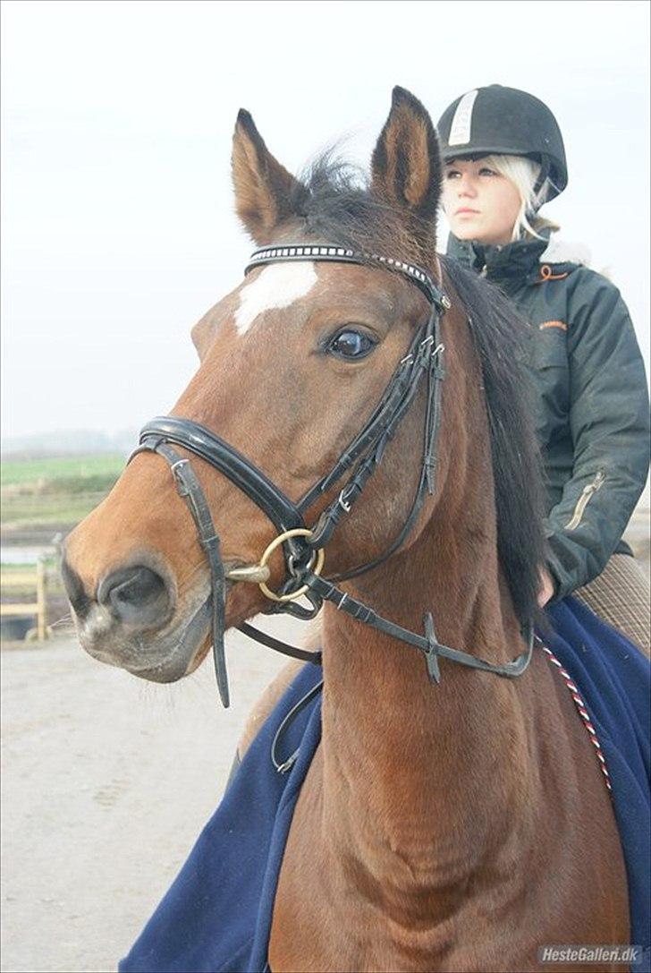 Nyeste billeder Gurkemeje (: billede 4