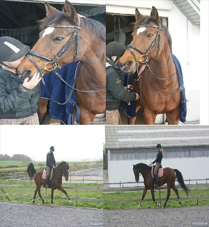 Nyeste billeder Gurkemeje (: billede 5