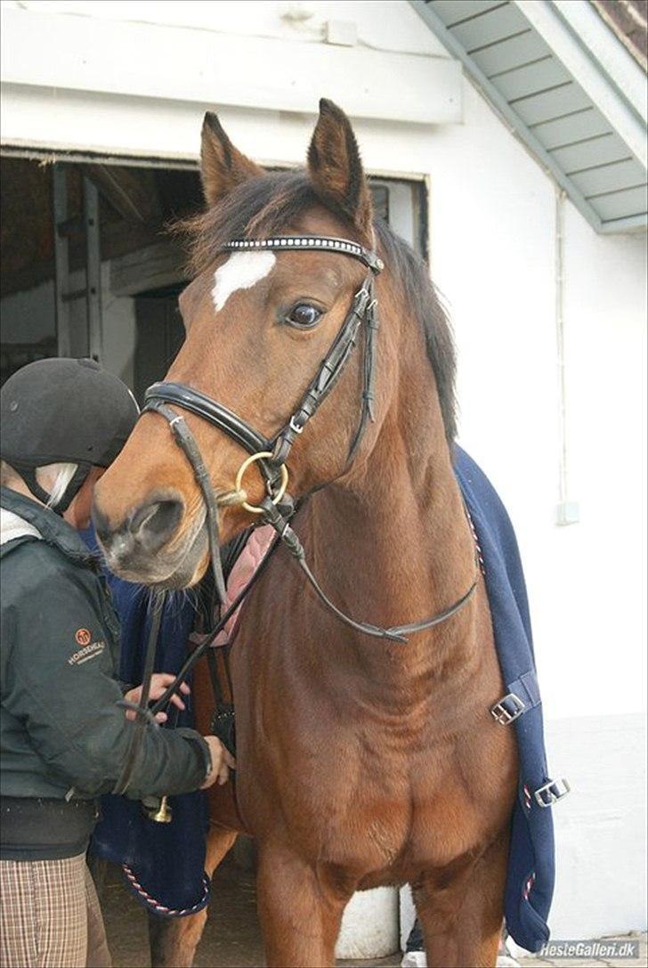 Nyeste billeder Gurkemeje (: billede 6