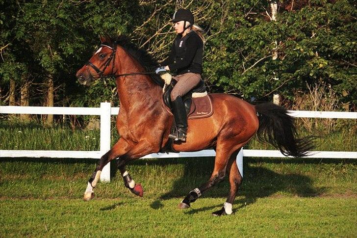 Nyeste billeder Gurkemeje (: billede 7