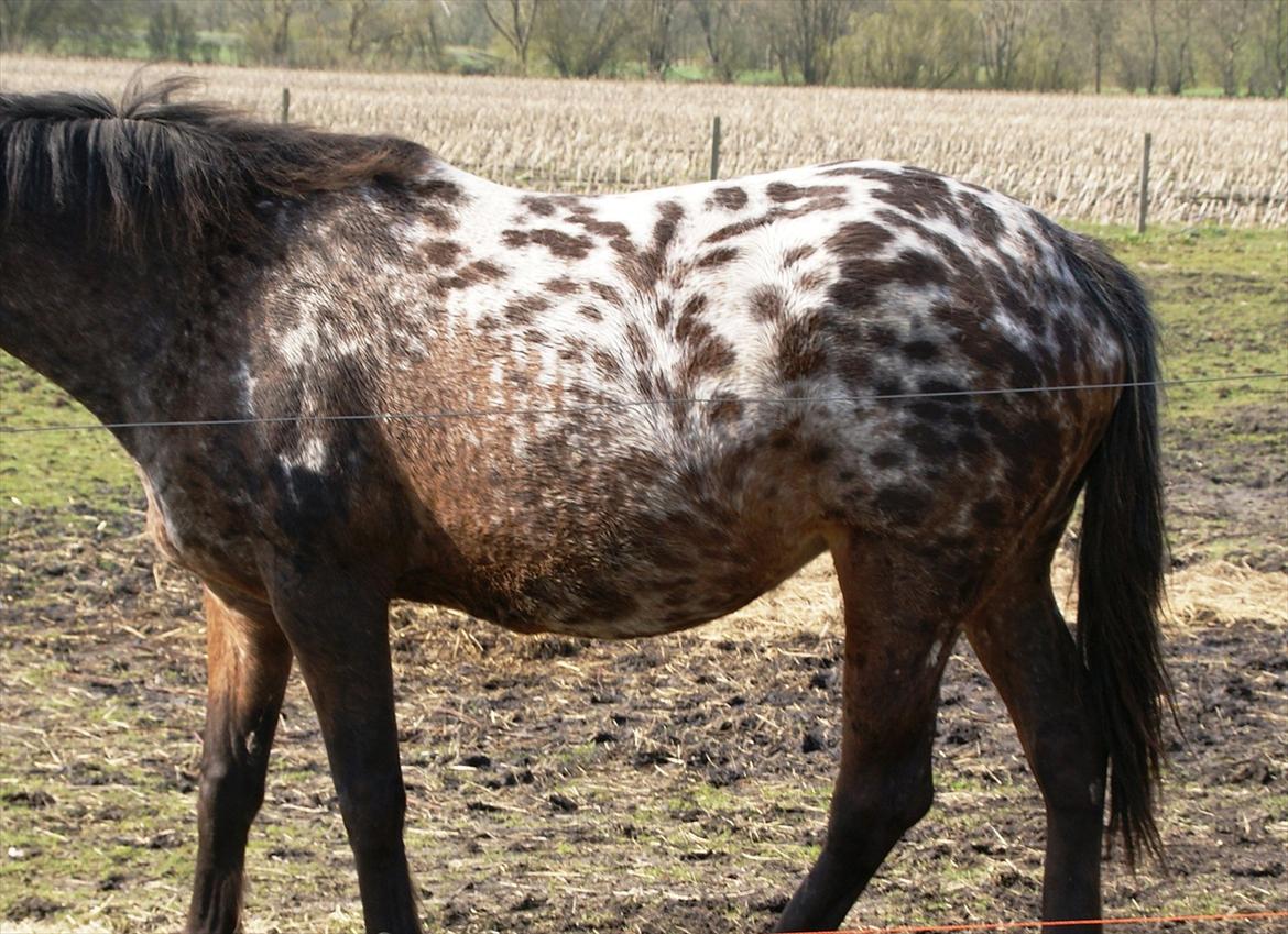 Ulla´s sidste del af drægtigheden - Ulla- 24/4 2012 
der er mellem 9 og 11 dage til termin.
men hun fylder ikke så meget i landskabet som, man kunne forvente når det er 3. gang..
hun er dog begyndt at tabe sig lidt, så vi begynder på noget olie til hende også, så hun ikke taber sig yderligere, når føllet kommer. billede 1