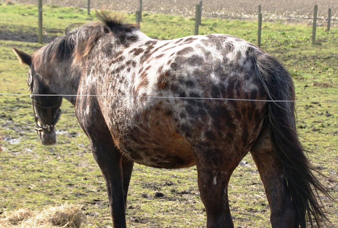 Ulla´s sidste del af drægtigheden - 9-11 dage til termin. billede 2