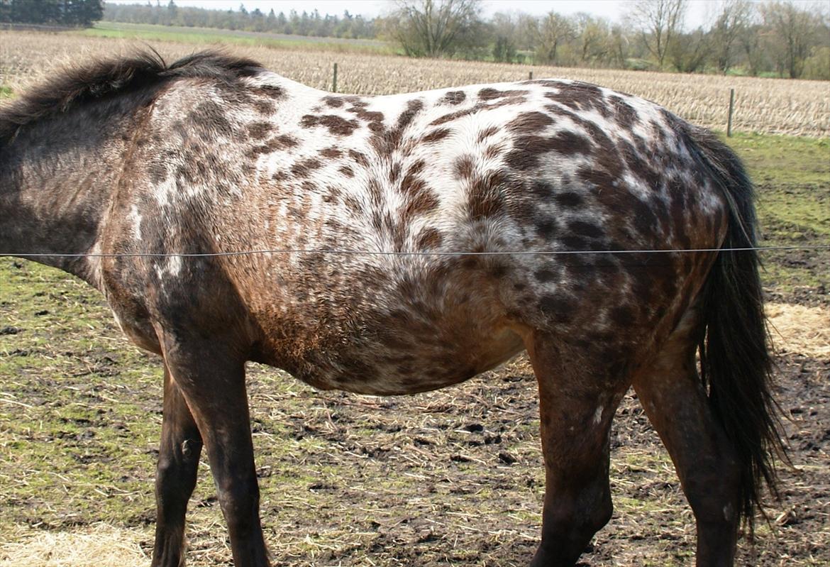 Ulla´s sidste del af drægtigheden - 9 -11 dage til termin billede 3