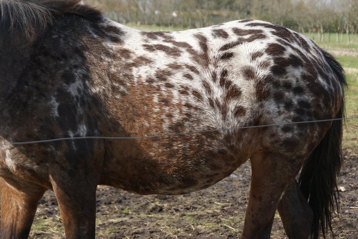 Ulla´s sidste del af drægtigheden - 9-11 dage til termin billede 4
