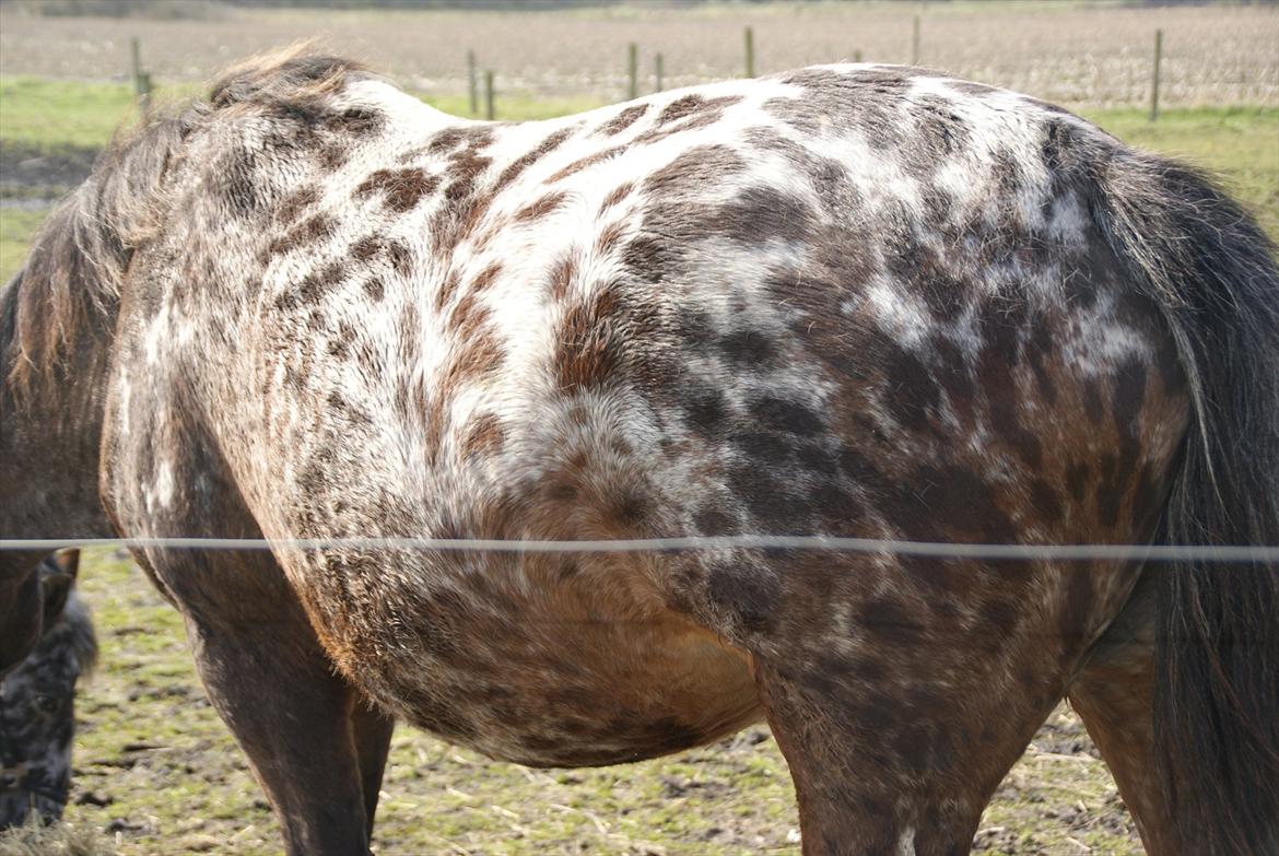 Ulla´s sidste del af drægtigheden - 9-11 dage til termin. billede 5