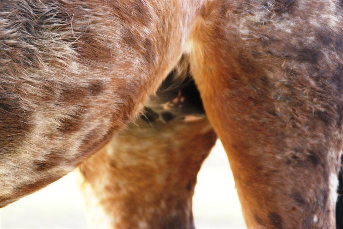 Ulla´s sidste del af drægtigheden - yveret er begyndt at vokse betydeligt. dette er midt om formiddagen, hvor hun har været på fold en times tid. billede 6