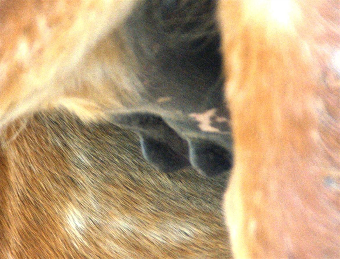 Ulla´s sidste del af drægtigheden - morgen yver 9-11 dage til termin billede 7