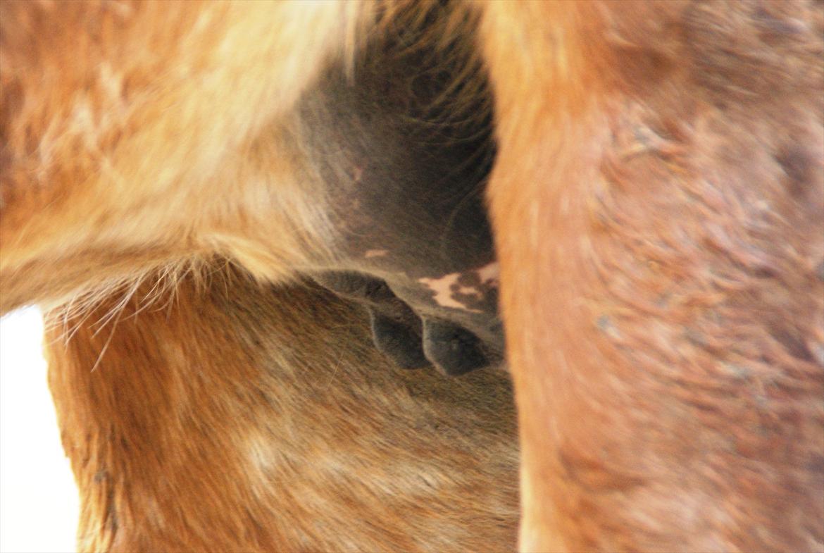 Ulla´s sidste del af drægtigheden - yver 9-11 dage før termin billede 8