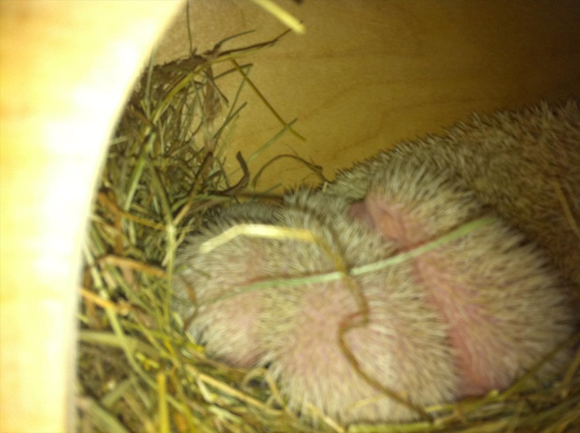 Afrikansk Dværg Pindsvin billede 13