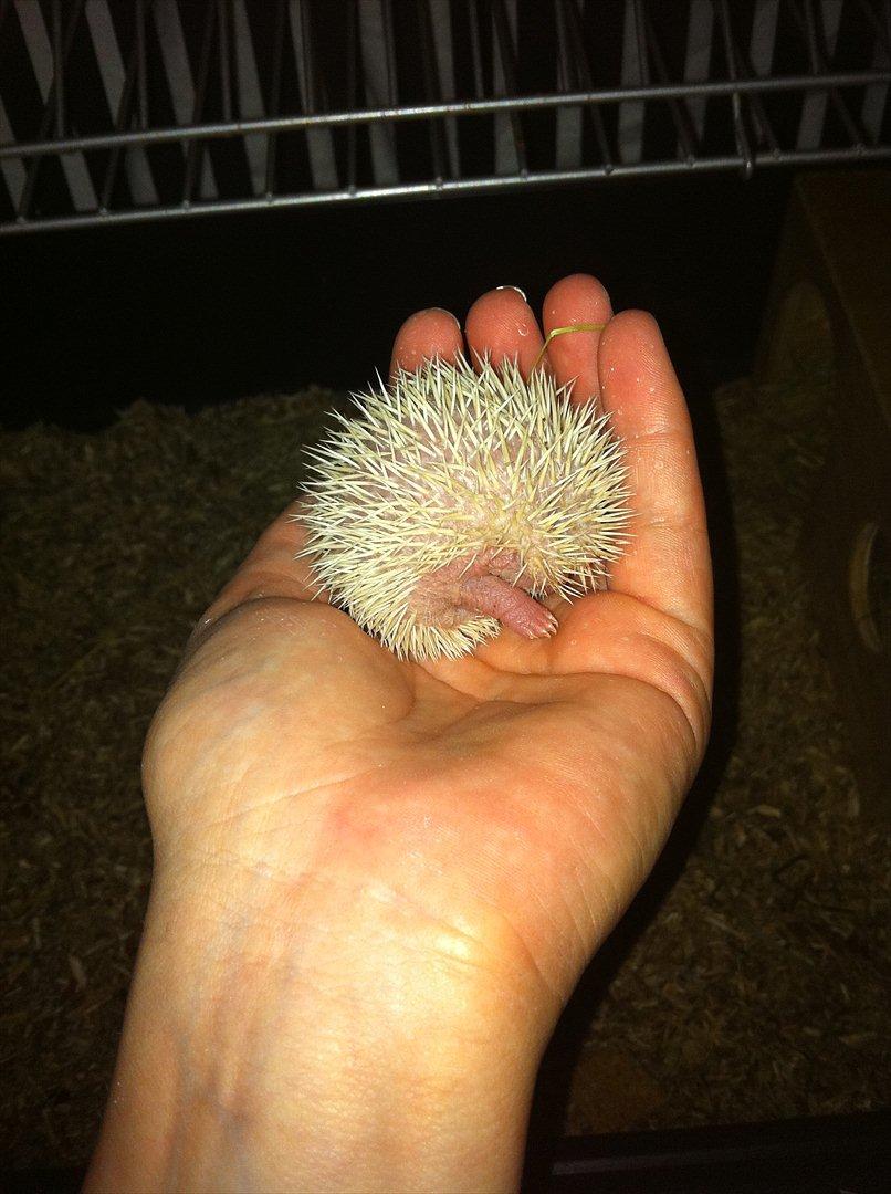 Afrikansk Dværg Pindsvin billede 14