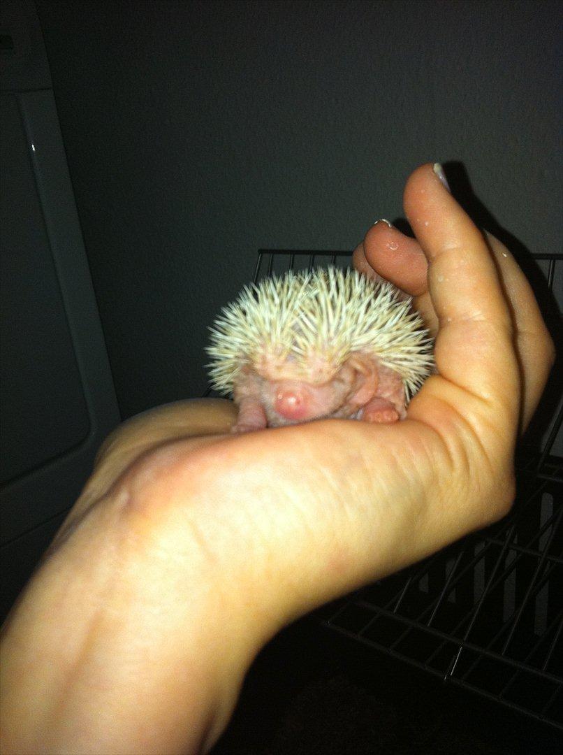 Afrikansk Dværg Pindsvin billede 15