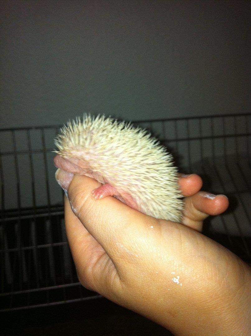 Afrikansk Dværg Pindsvin billede 16