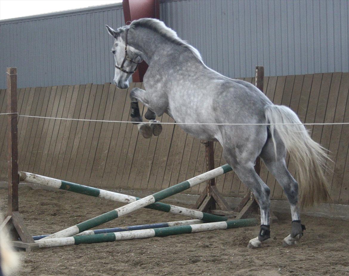 Løsspringning i Gerding :-D - Cadessa - 4 Års - Ejer Tildnemoesgaard.
Her flyvende over Kryds :-) billede 1