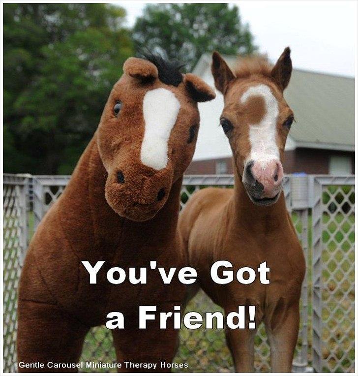 Sjove,søde,miniature heste :) billede 1