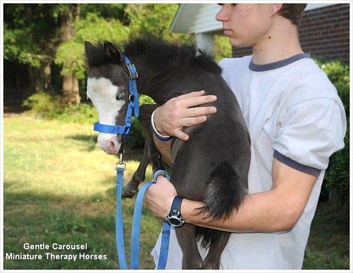 Sjove,søde,miniature heste :) billede 2