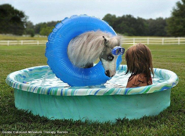 Sjove,søde,miniature heste :) billede 3