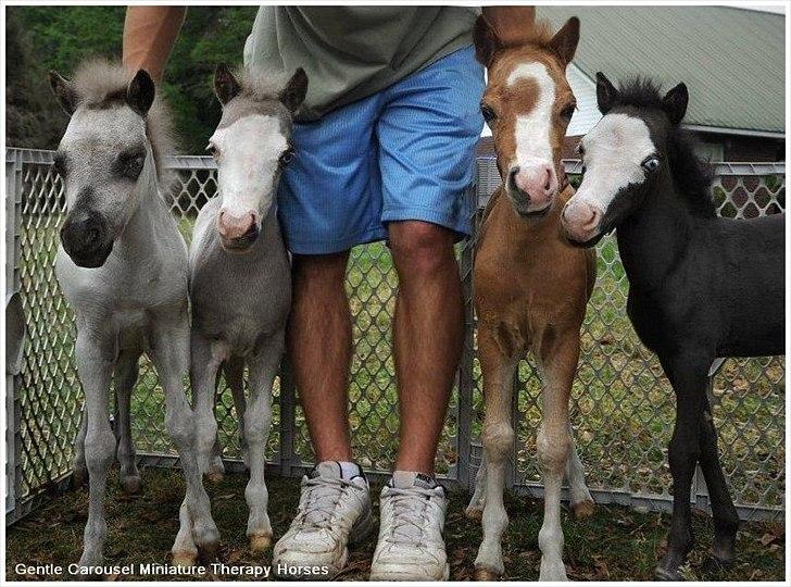 Sjove,søde,miniature heste :) billede 5