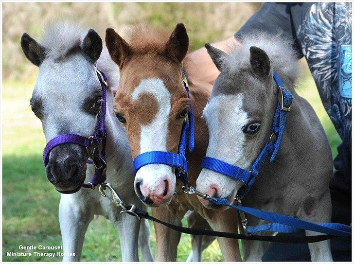 Sjove,søde,miniature heste :) billede 6