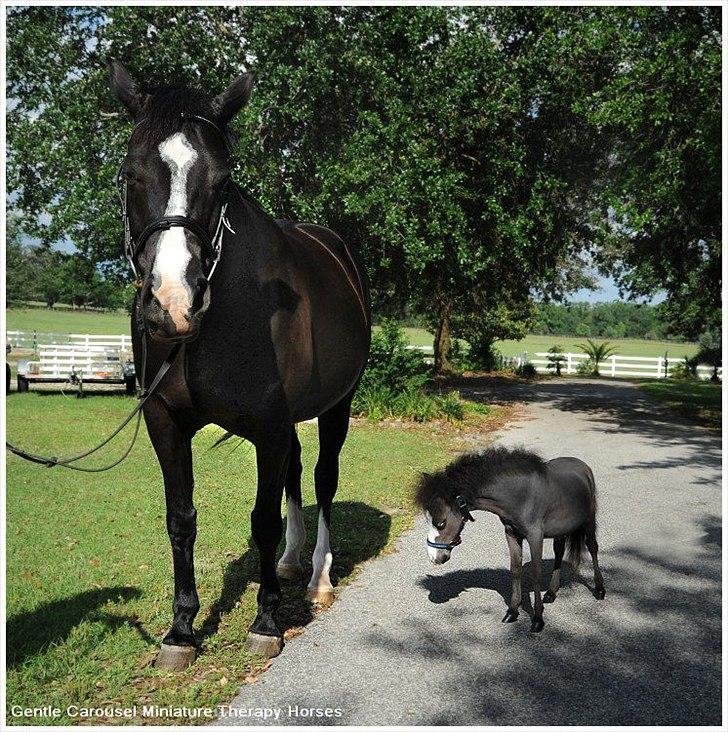 Sjove,søde,miniature heste :) billede 7