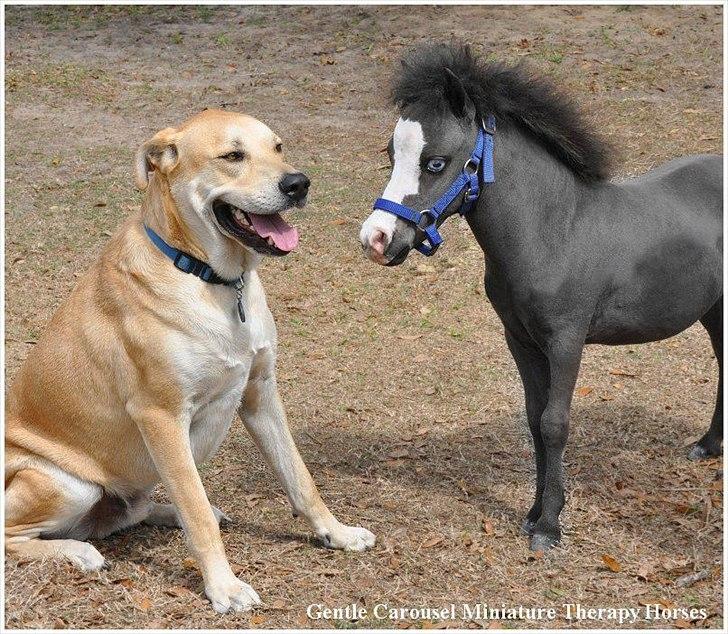Sjove,søde,miniature heste :) billede 8