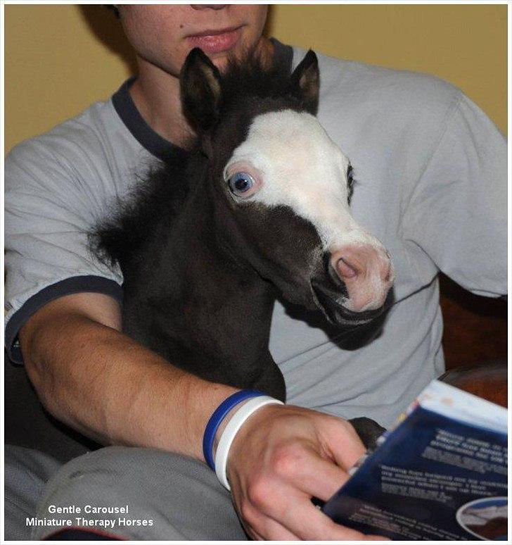 Sjove,søde,miniature heste :) billede 9