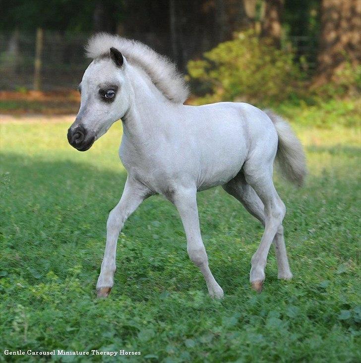 Sjove,søde,miniature heste :) billede 11