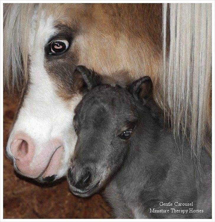 Sjove,søde,miniature heste :) billede 12