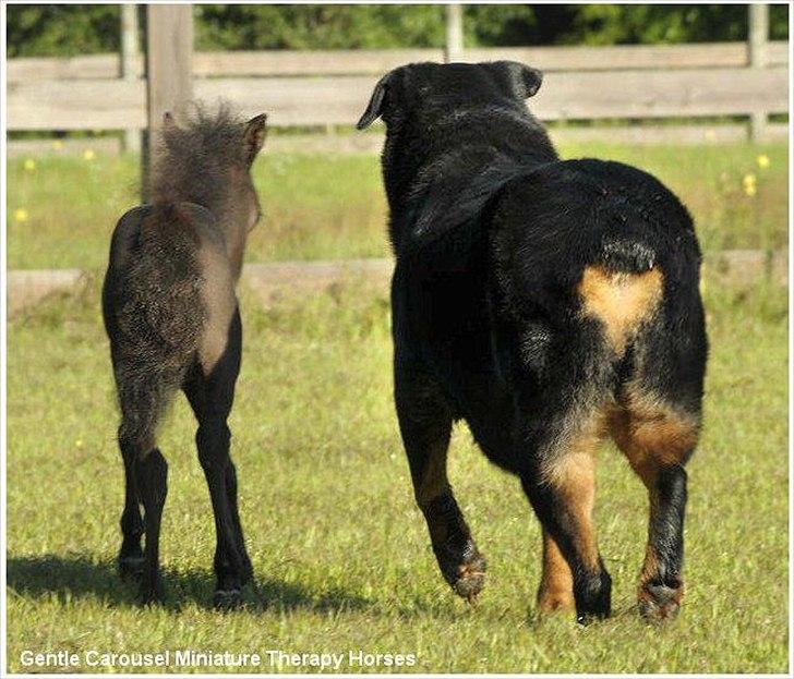 Sjove,søde,miniature heste :) billede 13