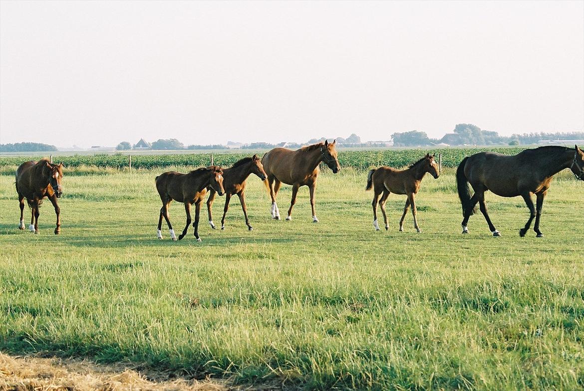 Maryse som lille føller og plag - Maryse er ponyen bag ved den mørkebrune pony, som går forrest. billede 4