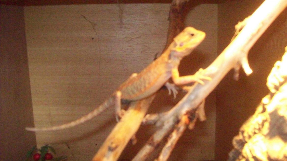 Lidt nyt fra krybdyrene - Hyacint, morpf skæg agame der smuttede med os hjem fra Peter, hun er ikke så godt kørende men vi giver hende en ekstra chance. Hun har futtet og spist godt siden igår:O) billede 3