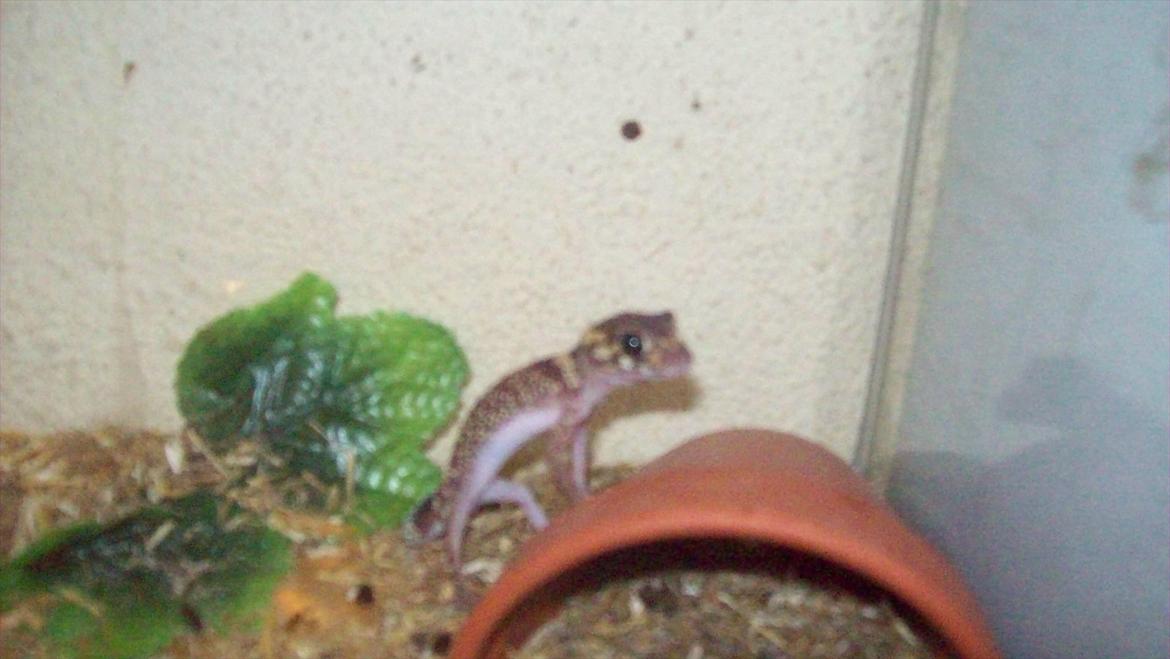 Lidt nyt fra krybdyrene - Petunia er fedthale gekko,(også Peters avl) .En lille hidsig dame. billede 5