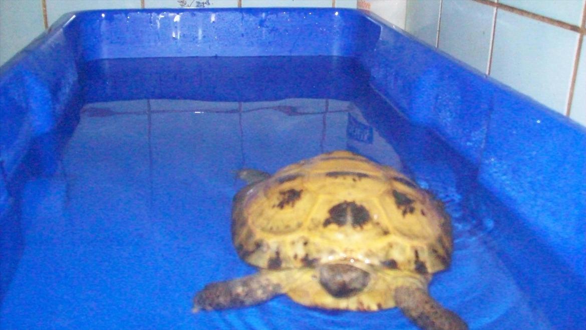 Lidt nyt fra krybdyrene - Sørine i bad, en russisk landskildpadde på ca. 25 cm. i skjold. Skøn stort spisende dame vi fik af Peter. billede 6